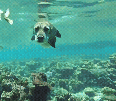 A Seal Is Swimming In The Ocean Near Corals GIF
