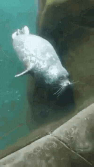 A Seal Is Swimming In The Water And Looking At The Camera GIF