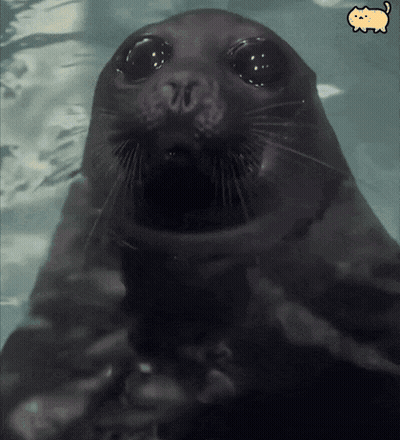 A Seal Is Swimming In The Water With Its Mouth Open And A Cat Is Behind It GIF