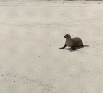 A Seal Is Walking Across A White Sandy Beach . GIF