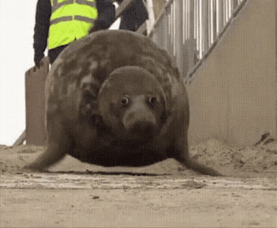 A Seal Is Walking On A Sandy Beach Next To A Man Wearing A Yellow Vest . GIF