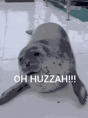 A Seal Laying Down With The Words Oh Huzzah Written Above It GIF