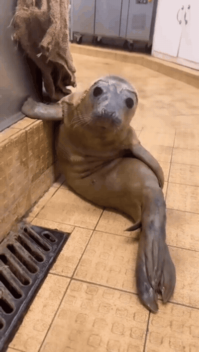 A Seal Laying On A Tiled Floor In A Kitchen GIF