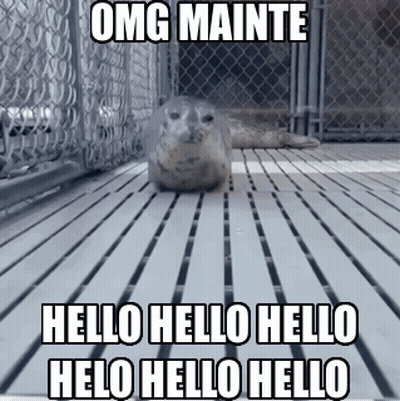 A Seal Laying On A Wooden Floor With The Words Omg Mainte Hello Hello Helo Hello Hello GIF