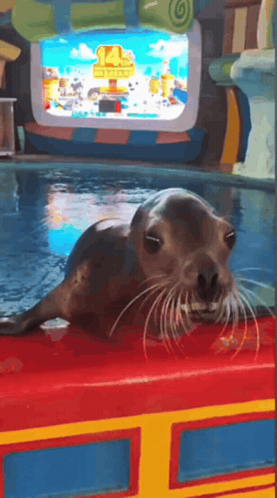 A Seal Laying On Top Of A Red Table In Front Of A Screen That Says ' Shark Tank ' GIF