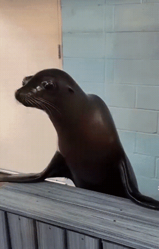 A Seal Looking Over A Wooden Fence In Front Of A Blue Wall GIF