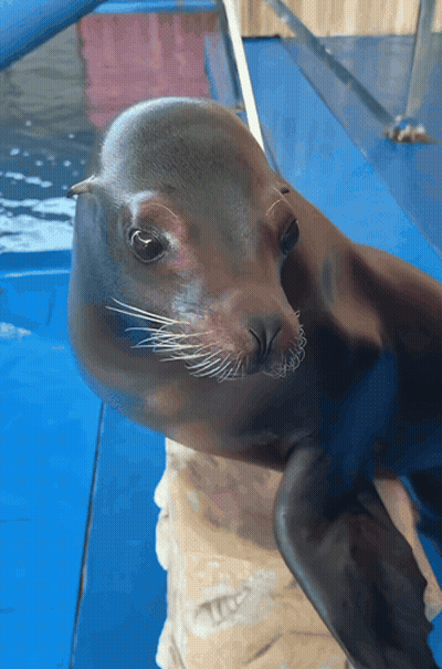 A Seal Looks At The Camera While Standing On A Blue Surface GIF