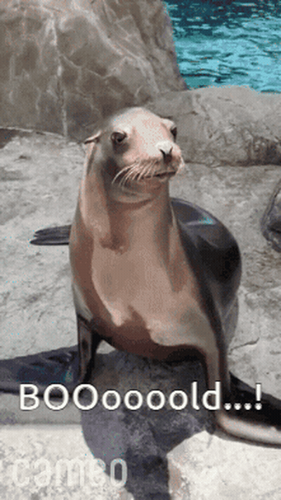 A Seal Sitting On A Rock With The Words Booooold Written On It GIF