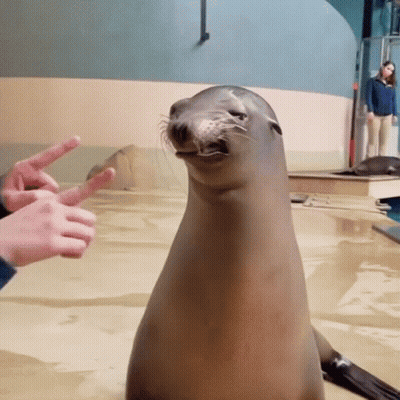 A Seal Sitting On A Sandy Surface With A Person Giving It The Peace Sign GIF