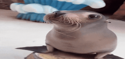 A Seal Sitting On Top Of A Barrel With A Blue Fan In The Background GIF