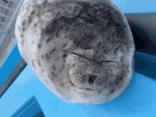 A Seal Sleeping On A Blue Chair With Its Eyes Closed GIF