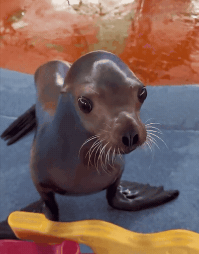 A Seal Standing On A Blue Surface With A Yellow Object In Front Of It GIF