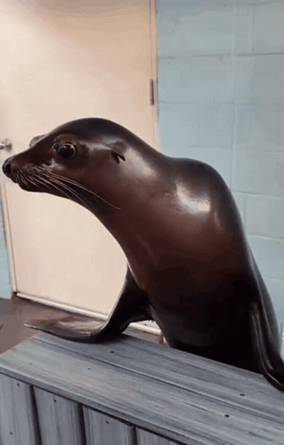 A Seal Standing On A Wooden Ledge Looking Out A Door GIF