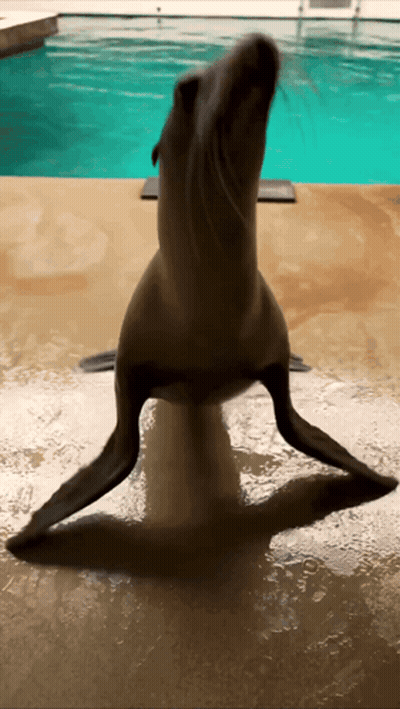 A Seal Stands On Its Hind Legs In Front Of A Swimming Pool GIF
