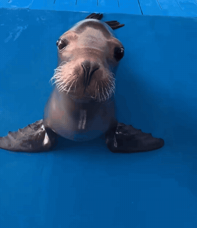 A Seal Sticking Its Tongue Out In A Pool GIF