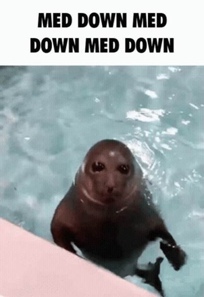 A Seal Swimming In A Pool With The Caption Med Down Med Down Med Down GIF