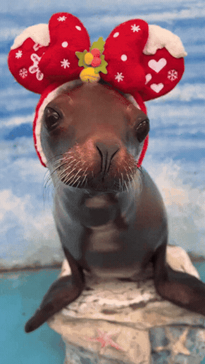 A Seal Wearing A Christmas Hat With A Bow GIF