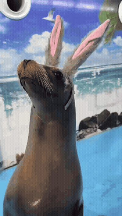 A Seal Wearing Pink Bunny Ears Looks Up At Something GIF