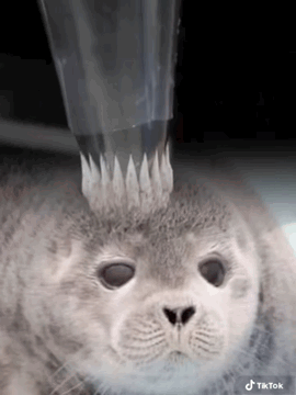 A Seal With A Crown On Its Head Is Getting Water Poured On It 'S Head . GIF