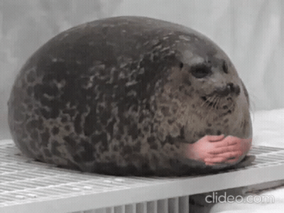 A Seal With A Person 'S Hands On It Is Sitting On Top Of A Shelf . GIF