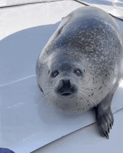 A Seal With Blue Eyes Is Sitting On A Boat GIF