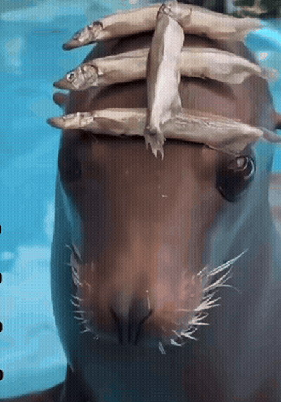 A Seal With Fish Stacked On Top Of It 'S Head GIF