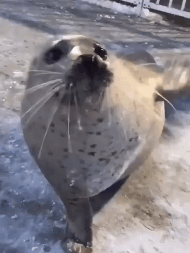 A Seal With Its Mouth Open Is Looking At The Camera GIF