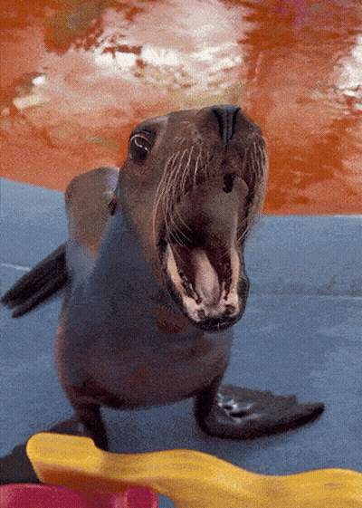 A Seal With Its Mouth Open Is Standing On A Blue Surface GIF