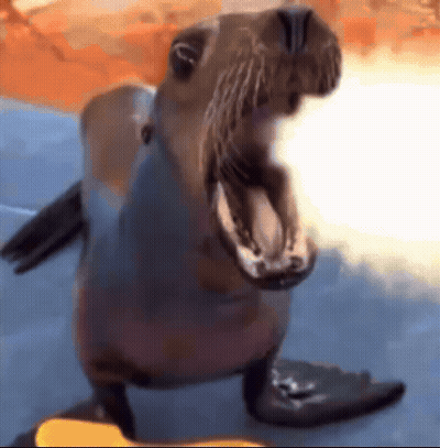 A Seal With Its Mouth Open Is Standing On A Rock GIF