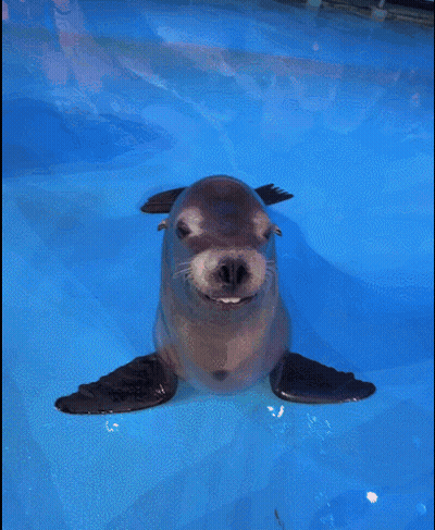 A Seal With Its Mouth Open Is Swimming In A Pool With Other Seals GIF