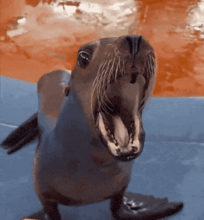 A Seal With Its Mouth Open Looking Up At The Camera GIF