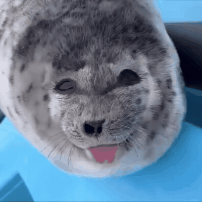 a seal with its tongue out is looking at the camera with its eyes closed .