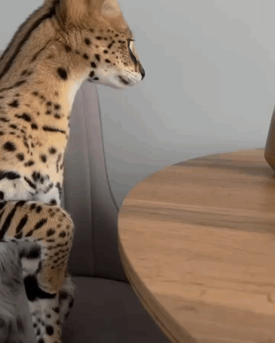 A Serval Cat Is Sitting On A Chair Next To A Wooden Table GIF