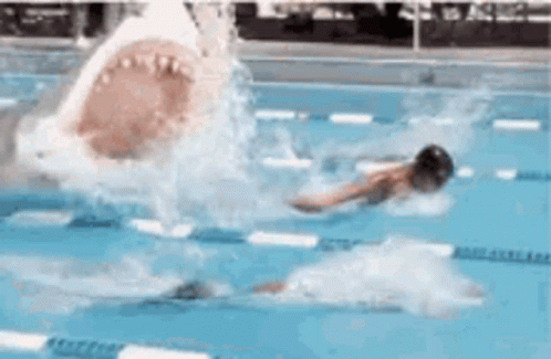 A Shark Is Attacking A Person In A Swimming Pool . GIF