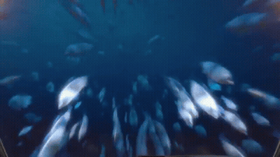 A Shark Is Attacking A Submarine In The Water GIF