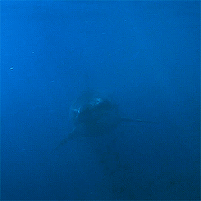 A Shark Is Swimming In The Ocean And Looking At The Camera GIF