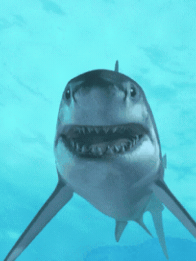 A Shark Is Swimming In The Ocean And Looking At The Camera With Its Mouth Open GIF