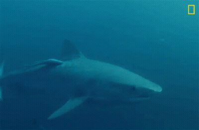 A Shark Is Swimming In The Ocean With A National Geographic Logo In The Corner GIF