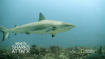 A Shark Is Swimming In The Ocean With The Words When Sharks Attack On The Bottom GIF