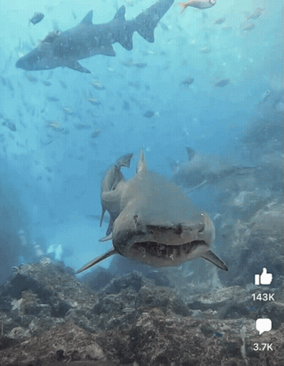 A Shark Swimming In The Ocean With A Thumbs Up And A 3.7K Icon GIF