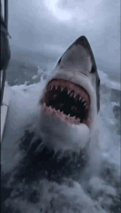 A Shark With Its Mouth Open Is Swimming In The Water GIF