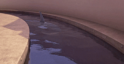 A Shark With Its Mouth Open Is Swimming In The Water GIF
