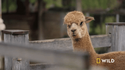 A Sheep Behind A Wooden Fence With A National Geographic Logo On The Bottom GIF