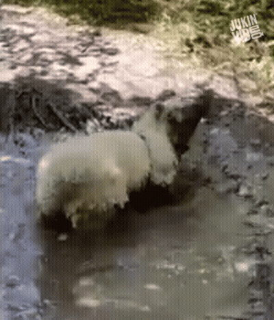 A Sheep Is Laying In A Puddle Of Water With A Jukin Video Logo In The Corner GIF