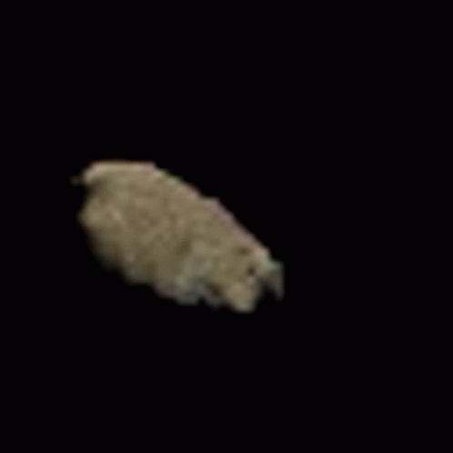 A Sheep Is Walking On A Black Background And Looking At The Camera . GIF
