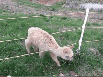 A Sheep Standing Next To A Fence In A Grassy Field GIF