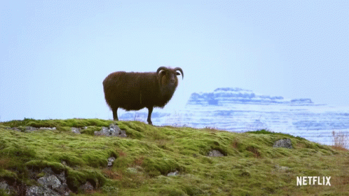 Sheep On Hill With Baa Above It GIF