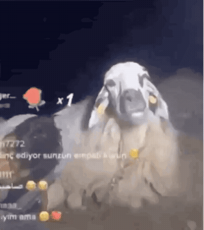 A Sheep With A Yellow Tag On Its Ear Is Standing In The Dark GIF