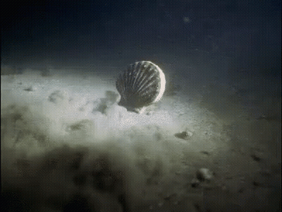 A Shell Is Floating On Top Of A Sandy Surface In The Ocean . GIF