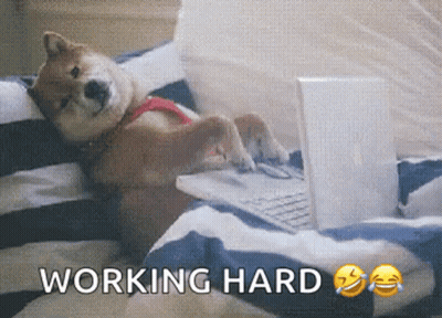 A Shiba Inu Dog Is Laying On A Bed Using A Laptop Computer GIF